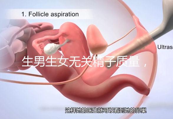 生男生女無關精子質量,分享成功懷男孩的4個細節(jié)經(jīng)驗