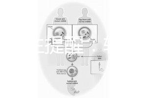 兒科醫生提醒：輪狀疫苗有不良反應，輕微表現持續時間短