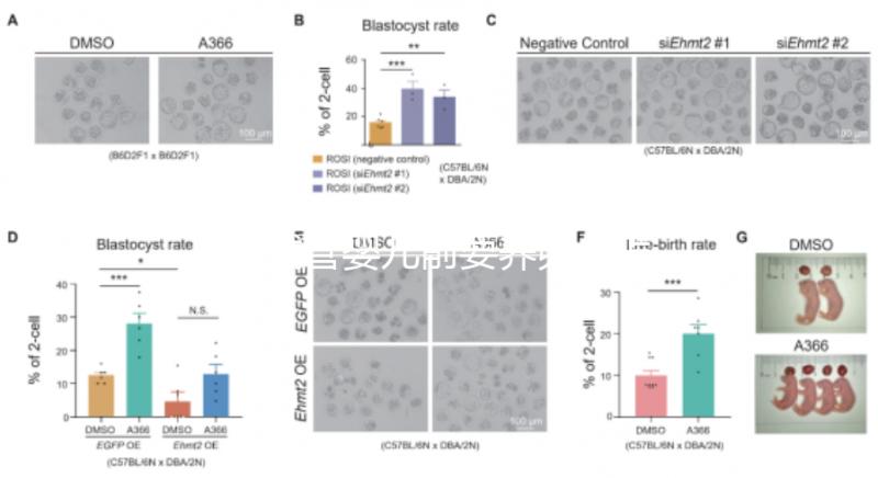 做試管嬰兒前要養(yǎng)卵，怎么做？趕緊來(lái)看看這些方法！