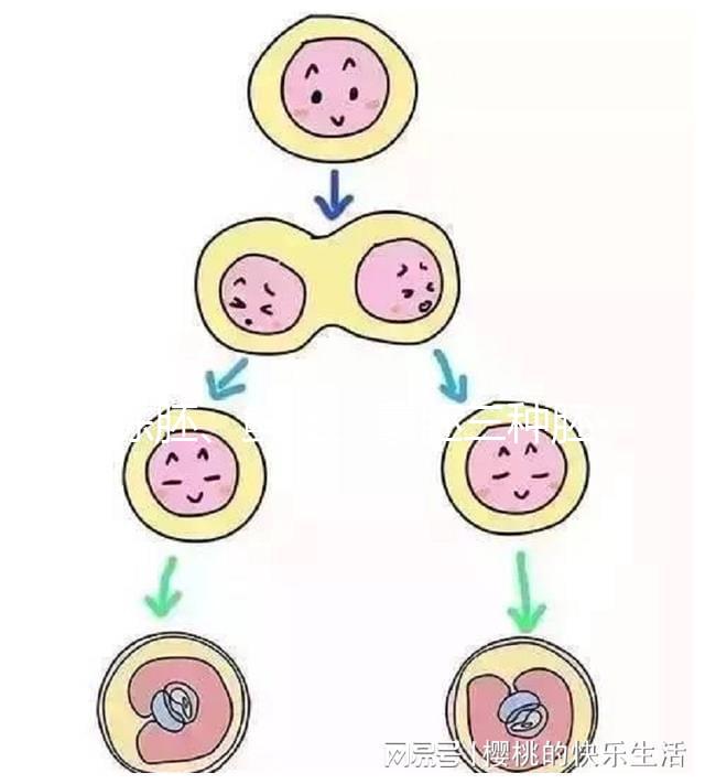 凍胚、鮮胚、囊胚三種胚胎移植方式如何選？身體會給你答案