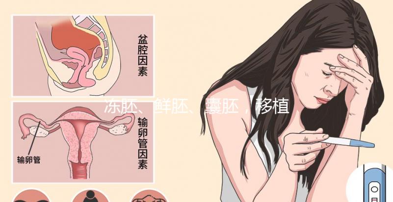 凍胚、鮮胚、囊胚，移植哪個成功率更高？