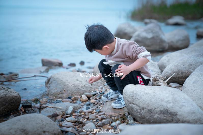 地龍的功效(地龍能提高性功能嗎)
