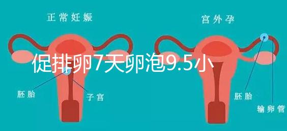 促排卵7天卵泡9.5小不難說,短方案至少長到這個數(shù)字