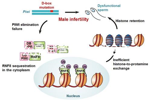 什么是試管嬰兒試移植（什么叫試移植）