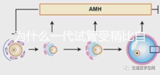 為什么一代試管受精比自然受精更解密？精子和卵子的質量只有一個