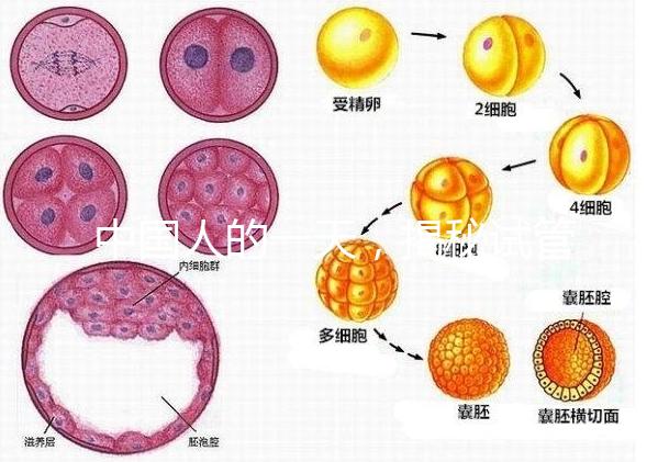 中國人的一天，揭秘試管嬰兒胚胎學家神秘又平凡的實驗室工作