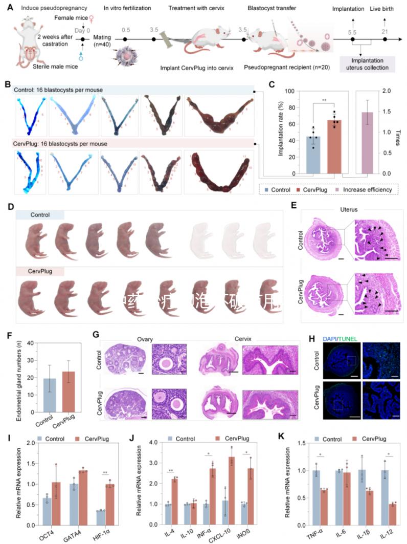中藥治療卵泡不破有用嗎？卵泡不破中藥調(diào)理有效嗎？