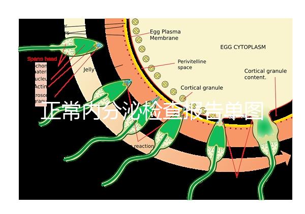 正常內(nèi)分泌檢查報(bào)告單圖片大全，一分鐘弄懂檢測結(jié)果怎么看