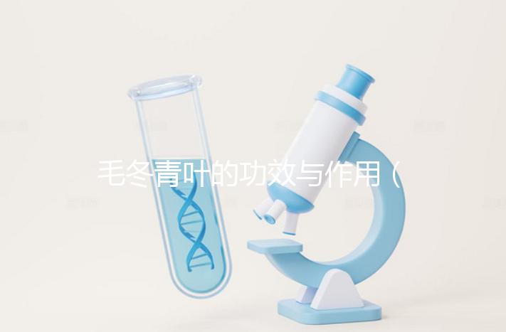 毛冬青葉的功效與作用(毛冬青傷肝還是護肝)