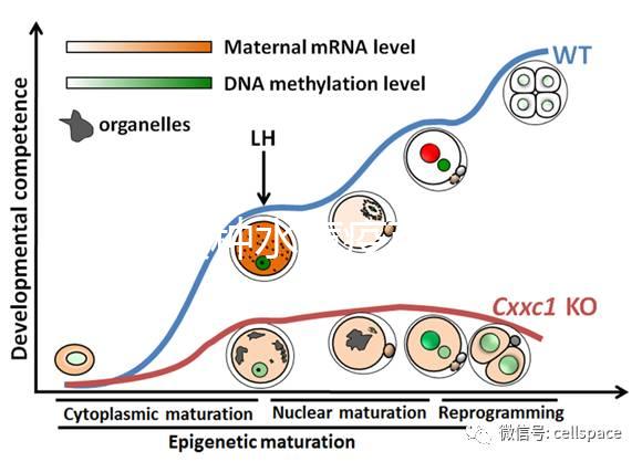 寶寶接種水痘疫苗后≠100%安全，不知道怎么辦看這3點