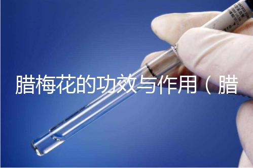 臘梅花的功效與作用(臘梅最忌諱三個(gè)屬相)