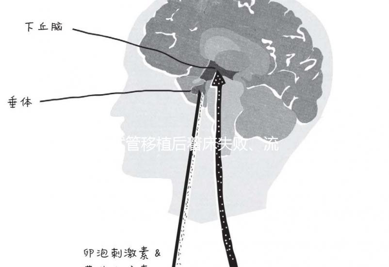 試管移植后著床失敗、流產?可能是“封閉抗體”出了問題