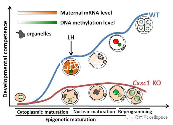 試管嬰兒技術全流程科普：促排、受精、移植等關鍵步驟詳解