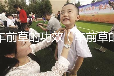 車(chē)前草的功效（車(chē)前草的食用禁忌）