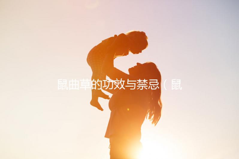 鼠曲草的功效與禁忌(鼠曲草干的功效與作用)