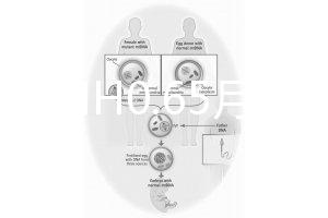 33歲AMH0.65月經正常能做試管嬰兒嗎？